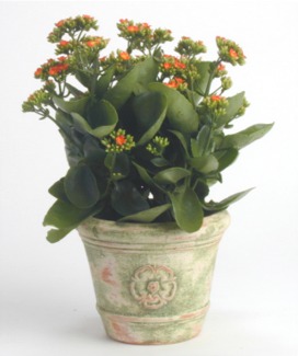 Kalanchoes are available in Red, Orange, Yellow, Coral, Light and Dark Pink