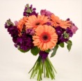 Stock and Gerbera daisies are arranged by hand and tied with a deep purple ribbon